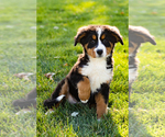 Small Photo #7 Bernese Mountain Dog Puppy For Sale in SHIPSHEWANA, IN, USA