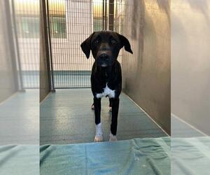 Labrador Retriever-Unknown Mix Dogs for adoption in Pearland, TX, USA
