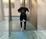 Small Labrador Retriever Mix