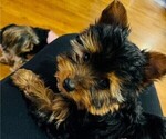 Small Photo #2 Yorkshire Terrier Puppy For Sale in PLANO, TX, USA