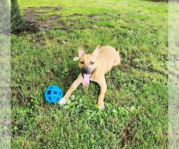 Medium Photo #5 American Staffordshire Terrier-Unknown Mix Puppy For Sale in Perth Amboy, NJ, USA