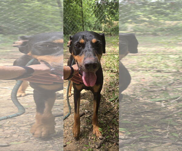 Medium Photo #3 Rottweiler-Unknown Mix Puppy For Sale in Jackson, MS, USA