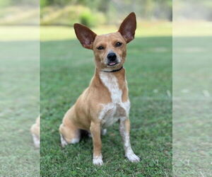 Chihuahua-Unknown Mix Dogs for adoption in PIPE CREEK, TX, USA
