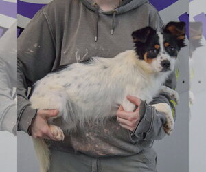 Sangkran - Female Dachshund-Unknown Mix Dog for Adoption - Photo #2