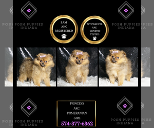 Pomeranian Puppy for sale in WARSAW, IN, USA