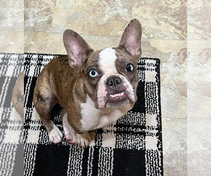 Mother of the French Bulldog puppies born on 07/07/2025