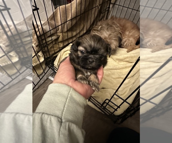Medium Photo #5 Shih Tzu Puppy For Sale in STOKESDALE, NC, USA