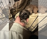 Small Photo #5 Shih Tzu Puppy For Sale in STOKESDALE, NC, USA