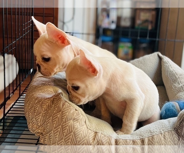 Medium Photo #12 French Bulldog Puppy For Sale in FREMONT, CA, USA