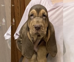 Bloodhound Puppy for sale in FORT MORGAN, CO, USA