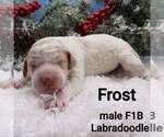 Small Photo #1 Labradoodle-Poodle (Standard) Mix Puppy For Sale in MILLVILLE, MN, USA