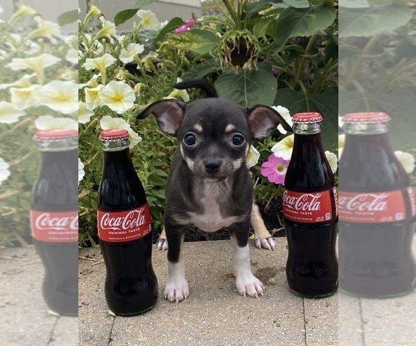 Medium Photo #5 Chihuahua Puppy For Sale in CANOGA, NY, USA