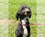 Small #5 Goldendoodle
