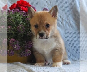 Pembroke Welsh Corgi Puppy for sale in EPHRATA, PA, USA