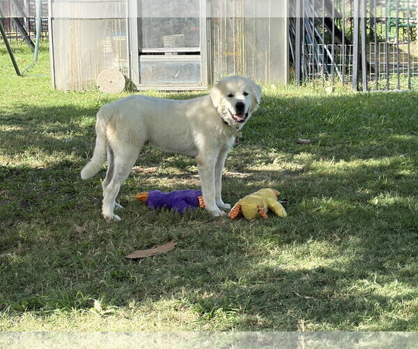 Medium Photo #4 Great Pyrenees Puppy For Sale in Spring, TX, USA