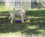 Small #3 Great Pyrenees
