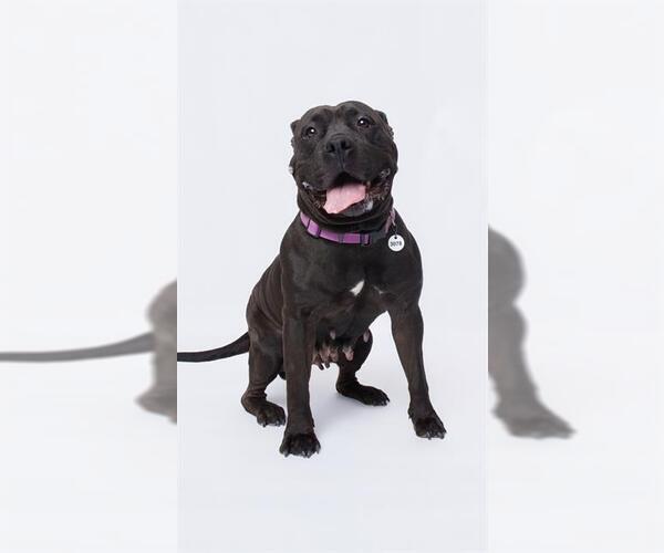 Medium Photo #1 Mutt Puppy For Sale in Forestville, MD, USA