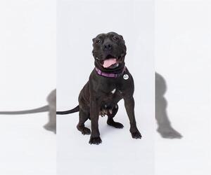 Mutt Dogs for adoption in Forestville, MD, USA