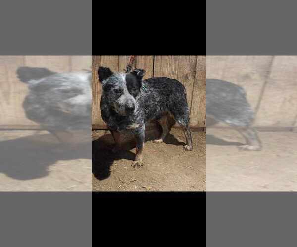 Medium Photo #1 Australian Cattle Dog Puppy For Sale in STILESVILLE, IN, USA