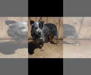 Father of the Australian Cattle Dog puppies born on 05/18/2025