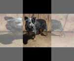 Small Photo #1 Australian Cattle Dog Puppy For Sale in STILESVILLE, IN, USA