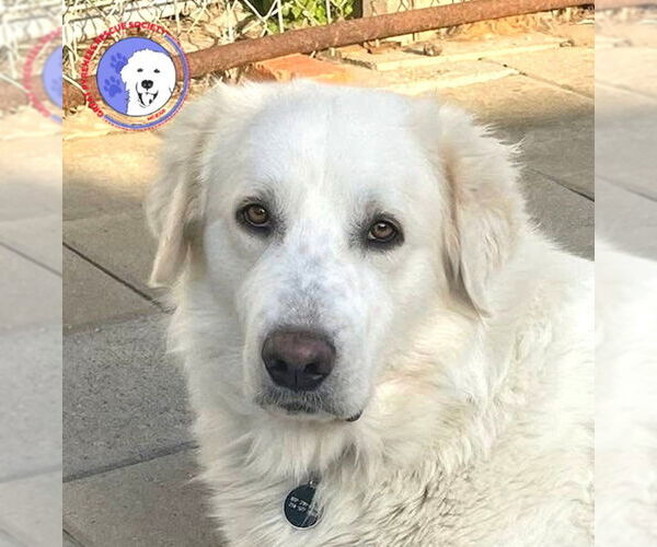 Medium Photo #1 Great Pyrenees Puppy For Sale in Spring, TX, USA