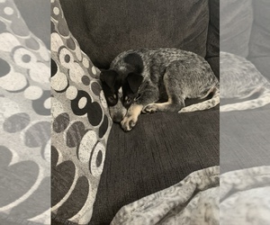 Australian Cattle Dog Puppy for sale in TAYLOR, MI, USA