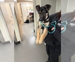 Small #2 German Shepherd Dog