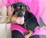 Small #1 Labrador Retriever Mix