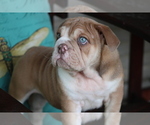 Small #2 English Bulldog