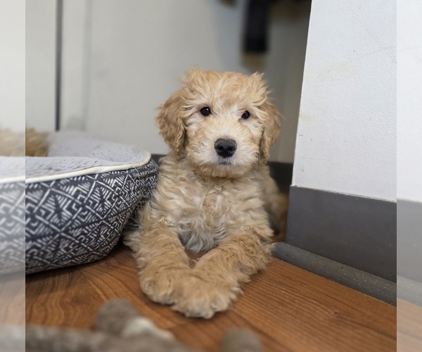 Medium Photo #1 Goldendoodle (Miniature) Puppy For Sale in HTFD, CT, USA