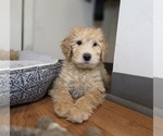 Small Goldendoodle (Miniature)