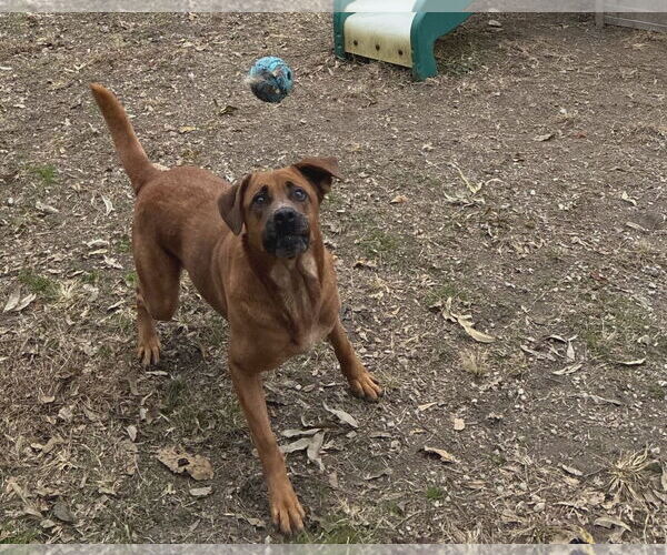Medium Photo #4 Retriever -Unknown Mix Puppy For Sale in Anniston, AL, USA