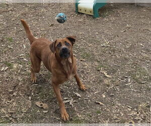 Cinnamon - Female Retriever -Unknown Mix Dog for Adoption - Photo #4