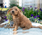 Small Photo #21 Goldendoodle Puppy For Sale in KIRKWOOD, PA, USA