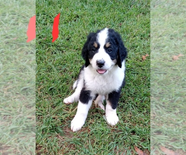 Medium Photo #1 Bernedoodle Puppy For Sale in ELLIJAY, GA, USA