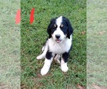 Small Photo #1 Bernedoodle Puppy For Sale in ELLIJAY, GA, USA