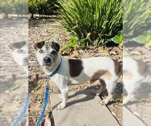Mutt Dogs for adoption in Santa Barbara, CA, USA