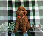 Small Photo #1 Goldendoodle Puppy For Sale in QUARRYVILLE, PA, USA