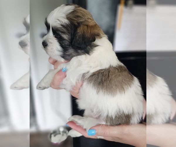 Medium Photo #3 Zuchon Puppy For Sale in MANSFIELD, OH, USA
