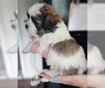 Small Photo #4 Zuchon Puppy For Sale in MANSFIELD, OH, USA
