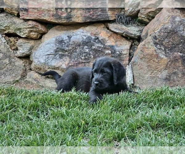 Medium Photo #11 Double Doodle Puppy For Sale in VALDESE, NC, USA