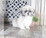 Small #1 Shih Tzu