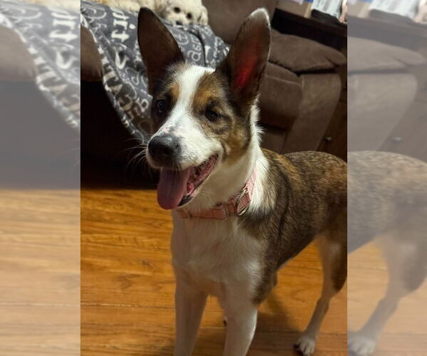 Medium Photo #4 Mutt Puppy For Sale in Walnutport, PA, USA