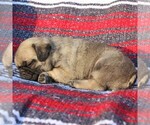 Small Photo #5 Pug Puppy For Sale in CHARLOTTE HALL, MD, USA