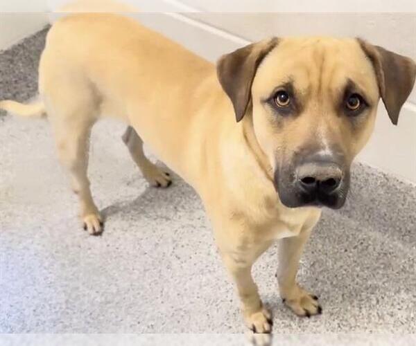 Medium Photo #1 Labrador Retriever-Unknown Mix Puppy For Sale in Houston, TX, USA