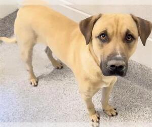 Labrador Retriever-Unknown Mix Dogs for adoption in Houston, TX, USA