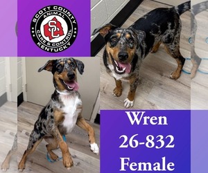 Catahoula Leopard Dog-Unknown Mix Dogs for adoption in Georgetown, KY, USA