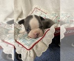 Small Photo #5 Boston Terrier Puppy For Sale in FREDONIA, KS, USA