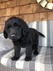 Double Doodle Puppy for sale in CENTRALIA, IL, USA